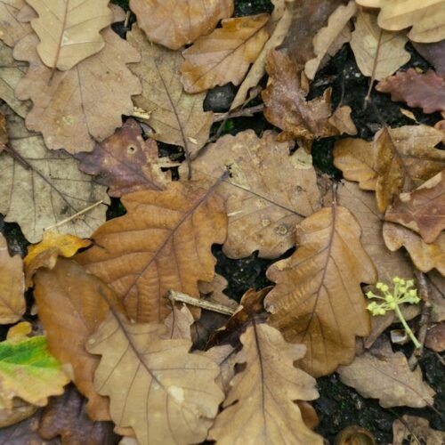 Forest Nature - High-quality image of fallen oak leaves, perfect #10439123