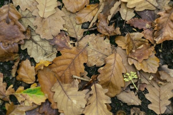 Forest Nature - High-quality image of fallen oak leaves, perfect #10439123