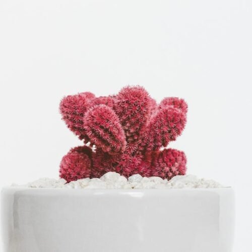 Desert Wilderness - A striking red cactus in a white pot with pebble #1048036 Desert Wilderness - A striking red cactus in a white pot with pebble #1048036