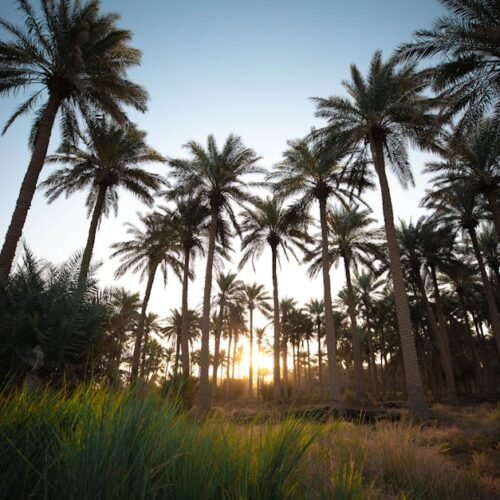 Forest Nature - A tranquil scene of a palm tree forest with a st #10618310