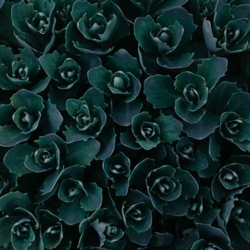 Beach Scenery - A vivid close-up of dark green succulent leaves  #1090972