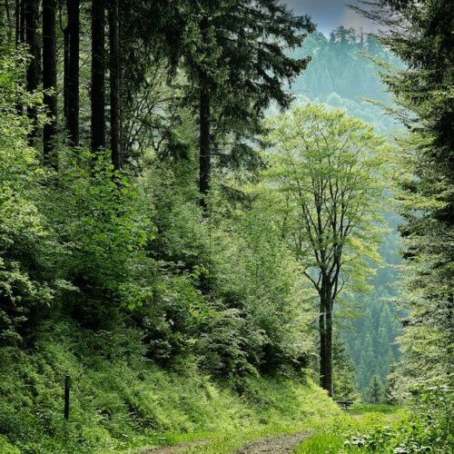 Forest Nature - Enchanting forest pathway surrounded by vibrant  #109391