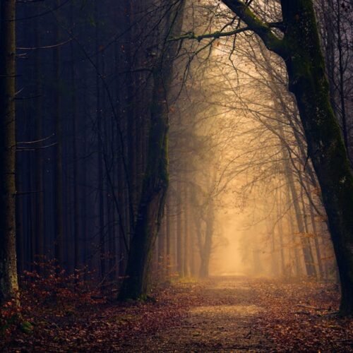 Forest Nature - Explore the serene beauty of a misty forest path #1102912