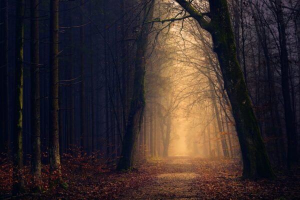 Forest Nature - Explore the serene beauty of a misty forest path #1102912