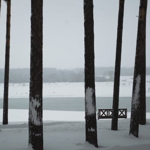 Forest Nature - Scenic view of snow-covered riverbank and trees  #11622129