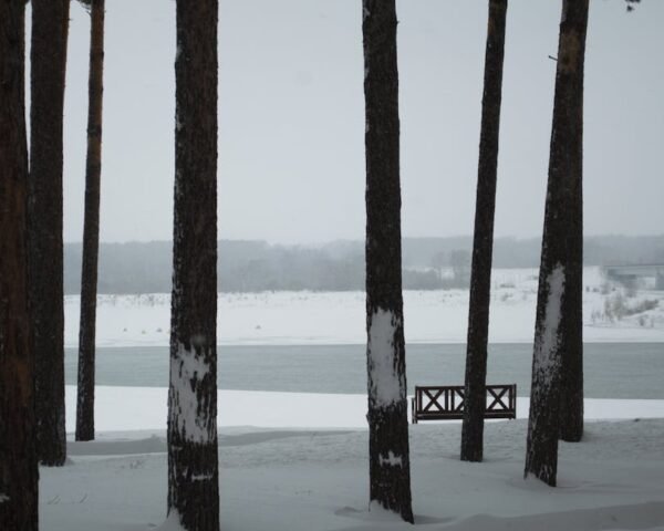 Forest Nature - Scenic view of snow-covered riverbank and trees  #11622129