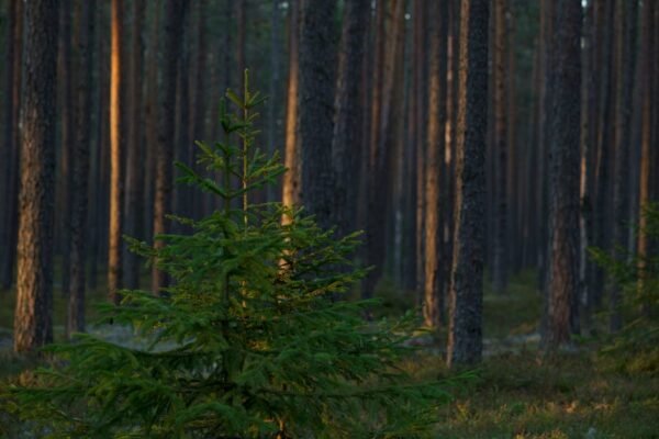 Forest Nature - Tranquil and peaceful pine forest scene at dusk  #14258704