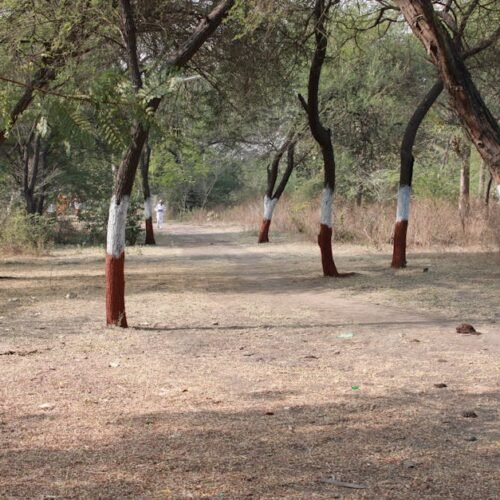 Desert Wilderness - A serene pathway lined with trees painted at the #15461442 Desert Wilderness - A serene pathway lined with trees painted at the #15461442