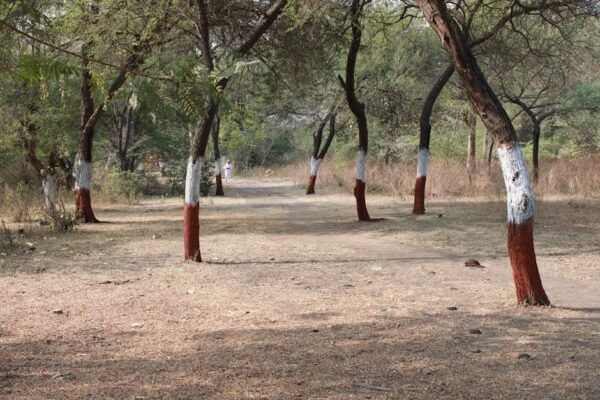 Desert Wilderness - A serene pathway lined with trees painted at the #15461442