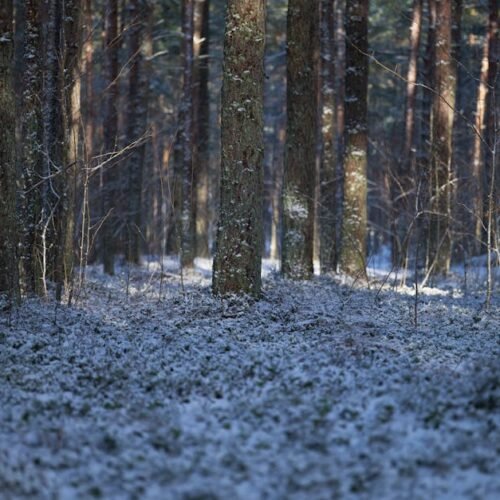 Forest Nature - Peaceful forest scene with tall trees and a snow #15666625