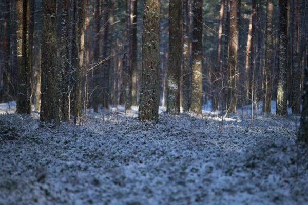 Forest Nature - Peaceful forest scene with tall trees and a snow #15666625