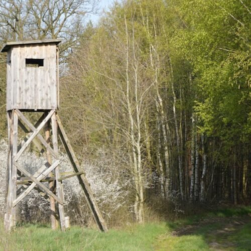 Lake Reflections - A scenic view of a wooden observation tower surr #16512174