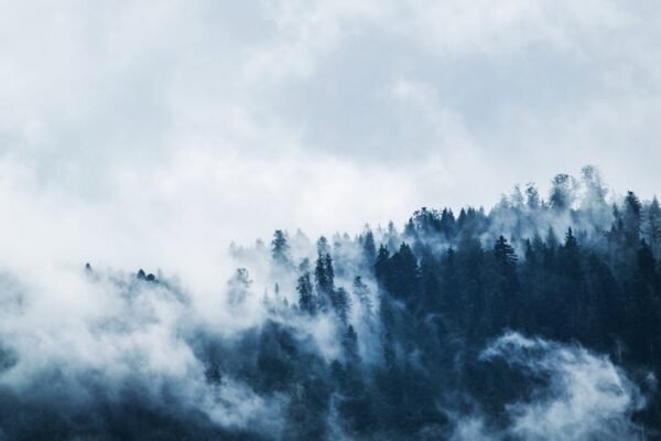 Mountain Landscapes - A serene view of a mist-covered forest on a moun #167699