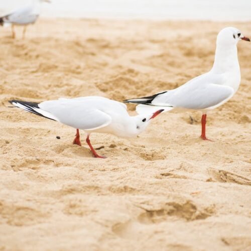 Beach Scenery - A serene view of seagulls on sandy Dubai beach,  #17363197