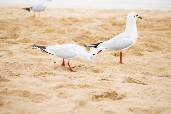 Beach Scenery - A serene view of seagulls on sandy Dubai beach,  #17363197