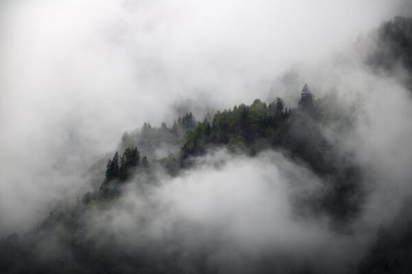 Forest Nature - Dense mist engulfs a forested mountain landscape #17720580