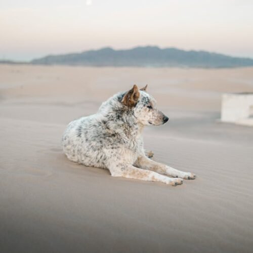 Desert Wilderness - An Australian Cattle Dog relaxing on the Samalay #17923079 Desert Wilderness - An Australian Cattle Dog relaxing on the Samalay #17923079