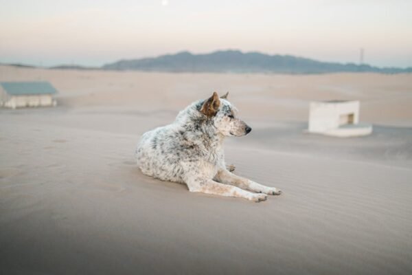Desert Wilderness - An Australian Cattle Dog relaxing on the Samalay #17923079
