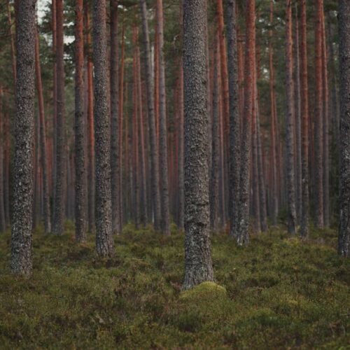 Forest Nature - Lush, tranquil pine forest with towering evergre #18323806