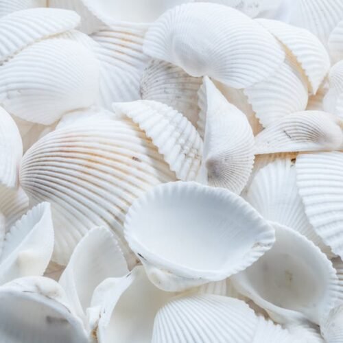 Beach Scenery - A detailed close-up of white seashells creating  #1883386