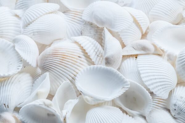 Beach Scenery - A detailed close-up of white seashells creating  #1883386