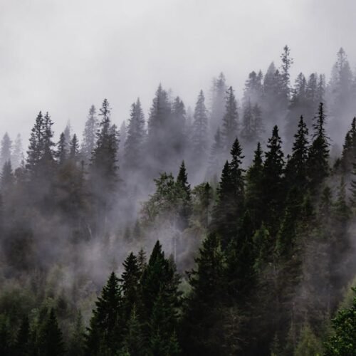 Lake Reflections - A serene winter landscape featuring misty conife #19928449