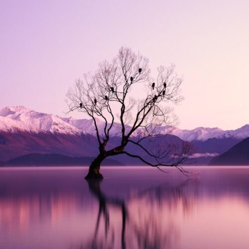 Lake Reflections - A serene landscape at dawn featuring a lone tree #2138922