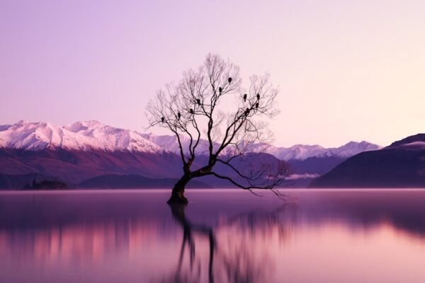 Lake Reflections - A serene landscape at dawn featuring a lone tree #2138922