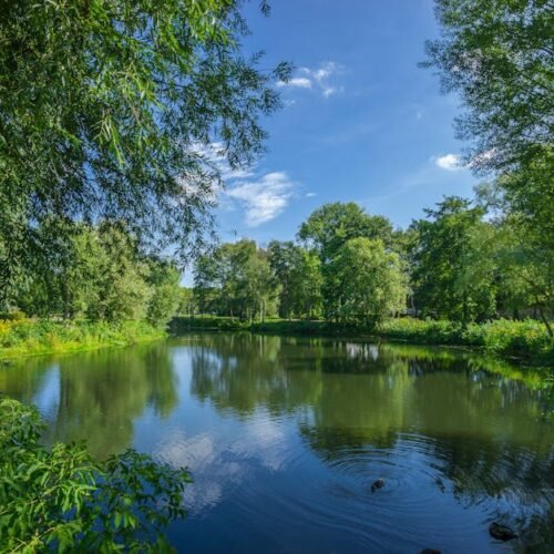 Lake Reflections - A tranquil lake scene with reflection of trees u #227416