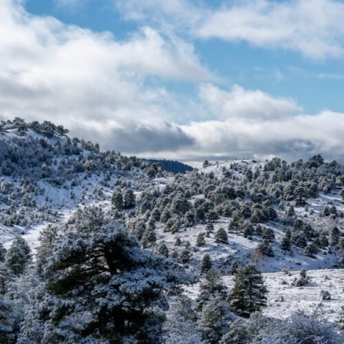 Forest Nature - A scenic winter panorama of snow-covered hills a #22809273