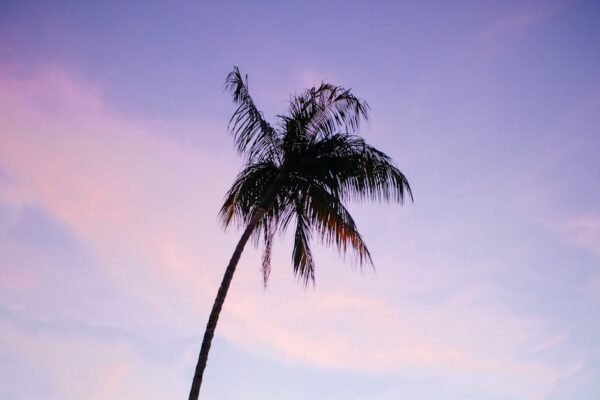 Beach Scenery - A palm tree silhouetted against a vibrant sunset #2371936