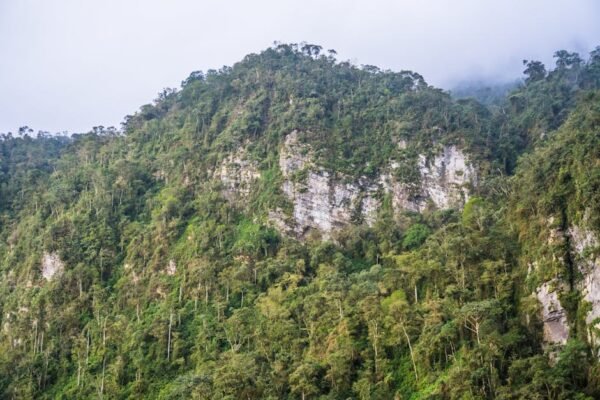 Forest Nature - Explore the vibrant greenery and fog-kissed peak #28154332