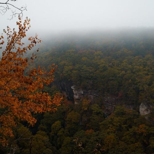 Forest Nature - A misty autumn forest landscape featuring vivid  #28708795