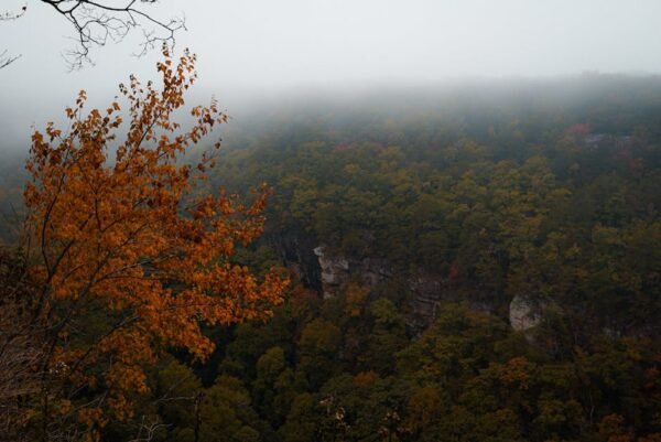 Forest Nature - A misty autumn forest landscape featuring vivid  #28708795