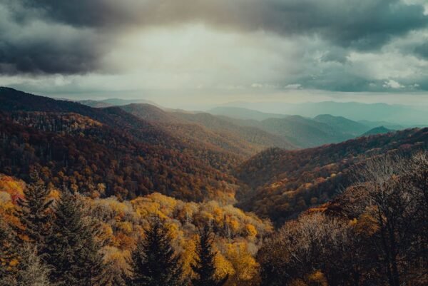 Forest Nature - Explore the serene beauty of mountain ranges cov #29146345