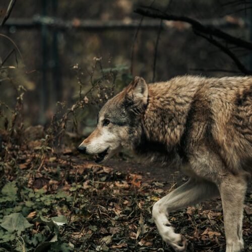 Forest Nature - A captivating close-up of a gray wolf navigating #29514155