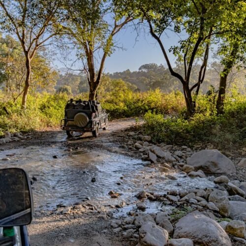 Forest Nature - Explore the wilderness of Uttarakhand with an of #29666812