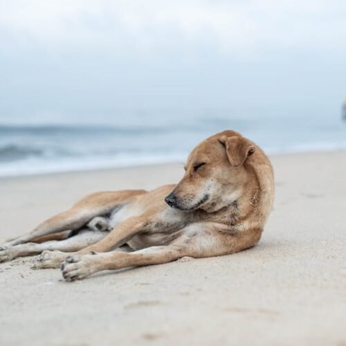 Beach Scenery - A serene beach scene with a dog resting on the s #30333855