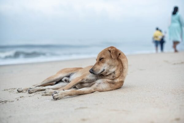 Beach Scenery - A serene beach scene with a dog resting on the s #30333855
