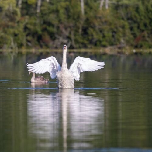 Lake Reflections - A graceful swan spreads its wings on a calm lake #31250567