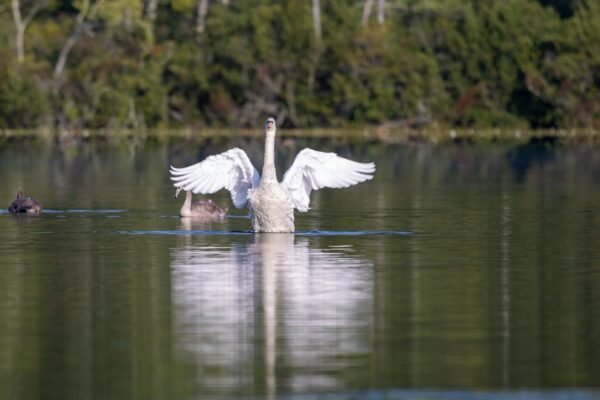 Lake Reflections - A graceful swan spreads its wings on a calm lake #31250567