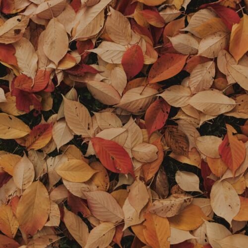 Forest Nature - A beautiful close-up of colorful autumn leaves,  #3150553