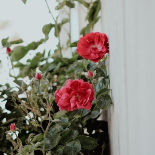 Desert Wilderness - Beautiful red roses blooming against a wall with #31981821 Desert Wilderness - Beautiful red roses blooming against a wall with #31981821