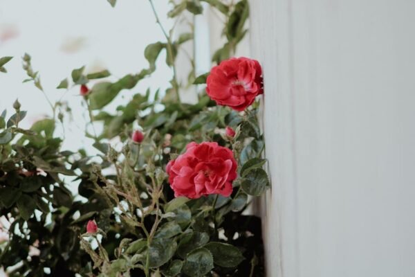 Desert Wilderness - Beautiful red roses blooming against a wall with #31981821
