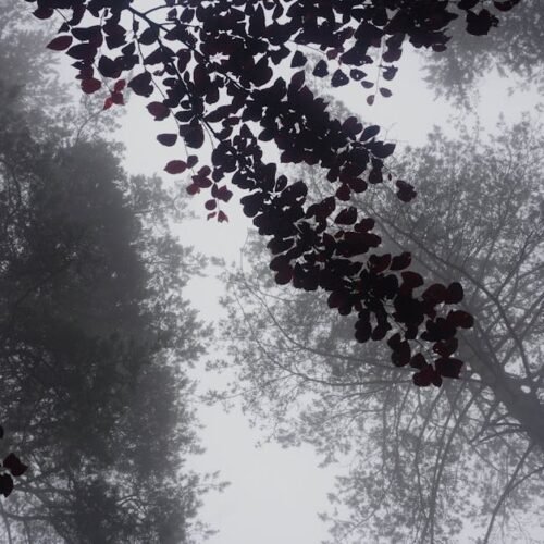 Forest Nature - Dramatic view of tall trees in a foggy forest wi #32478371