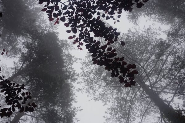Forest Nature - Dramatic view of tall trees in a foggy forest wi #32478371