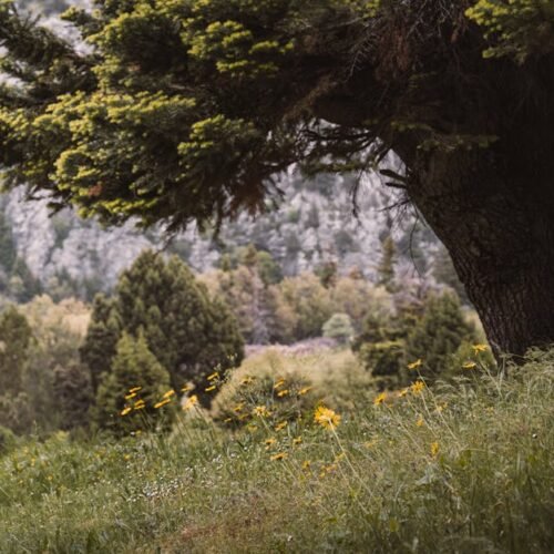 Forest Nature - Serene landscape of a lush meadow with a solitar #32528636