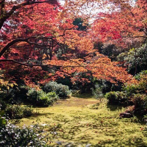 Lake Reflections - Explore the serene beauty of a Kyoto garden with #3285471