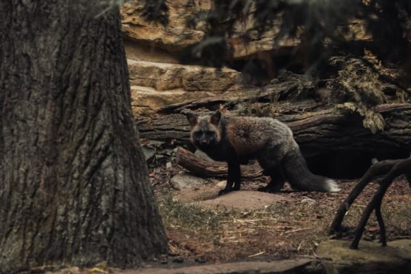 Forest Nature - A solitary gray fox stands among trees and rocks #33570530