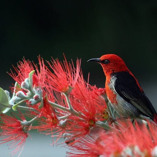 Desert Wilderness - Close-up of a Scarlet Honeyeater perched on vibr #36762